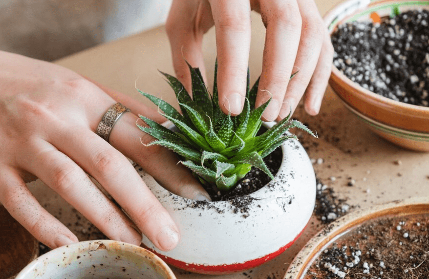 Preparing Aloe Vera Plant Seeds