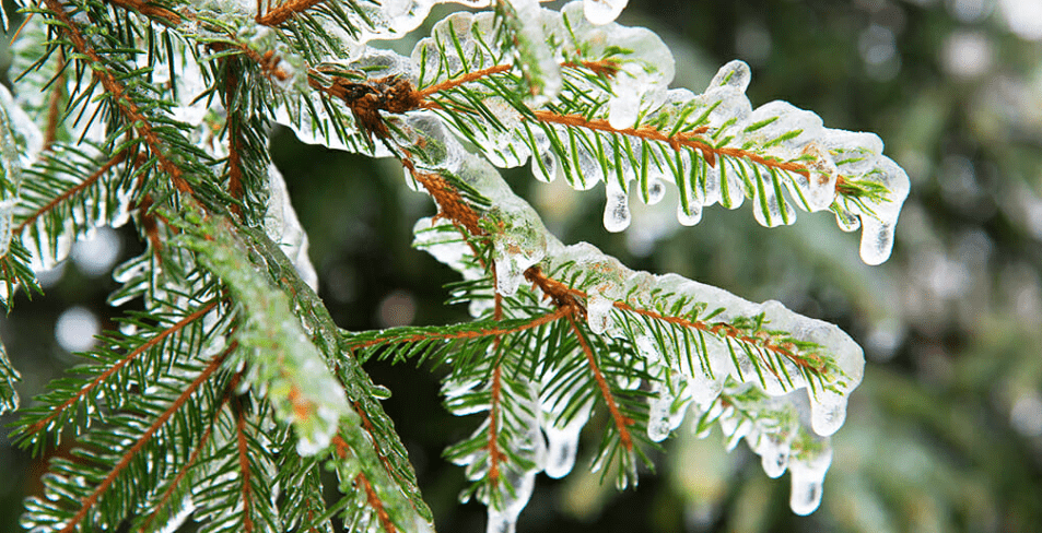 Preparing Pine Trees for Winter 