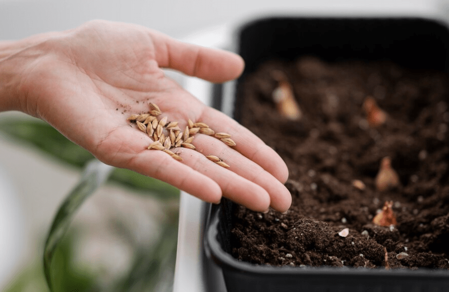 Preparing Rice Seeds for Planting