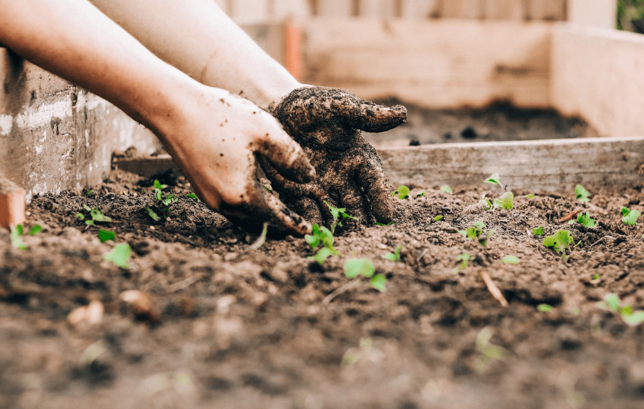 Preparing for Planting 