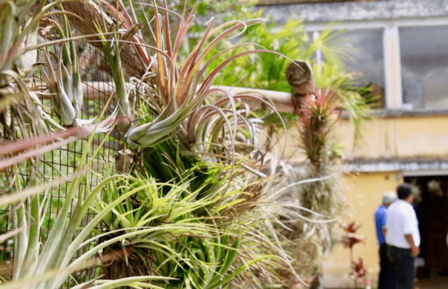 Provide an overview of air plants