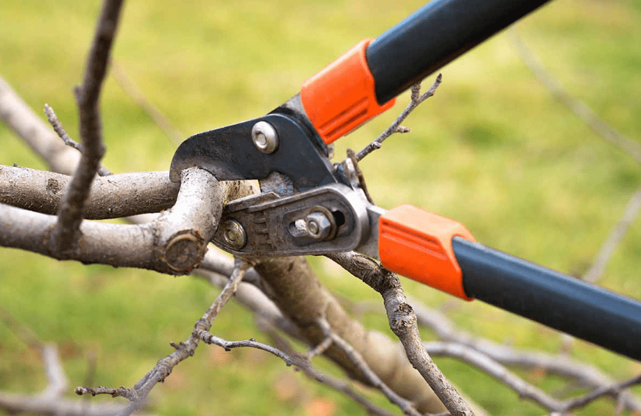 Pruning and Training