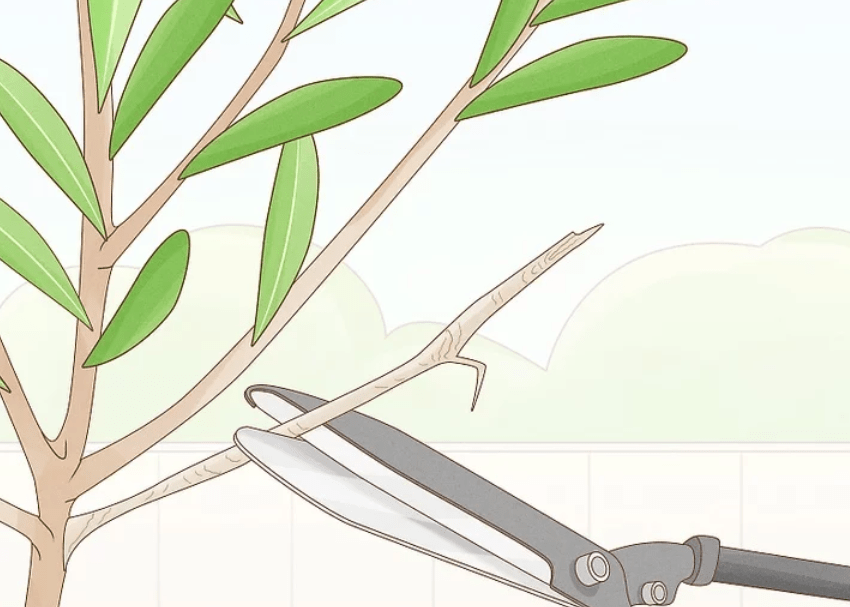 Pruning and Training Olive Trees