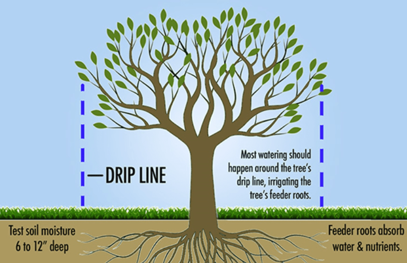 Role of Water in Tree Health