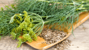 Planting Dill Seeds