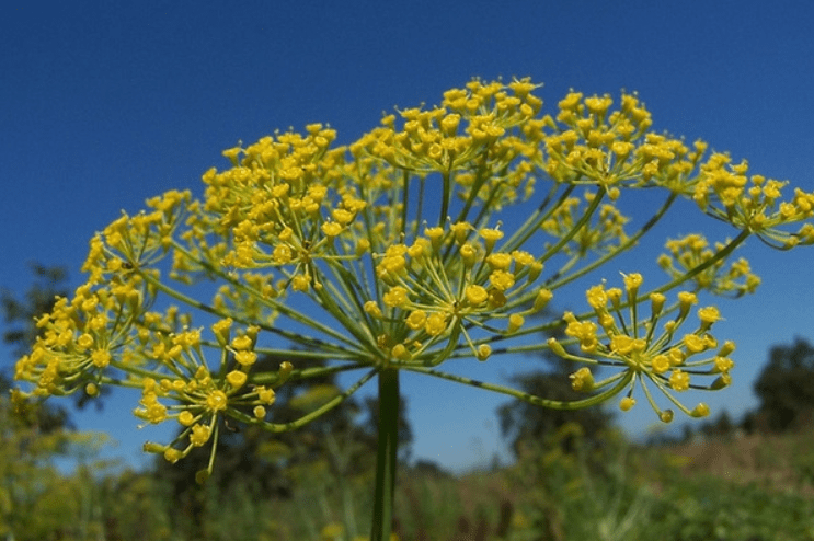 Anethum graveolens