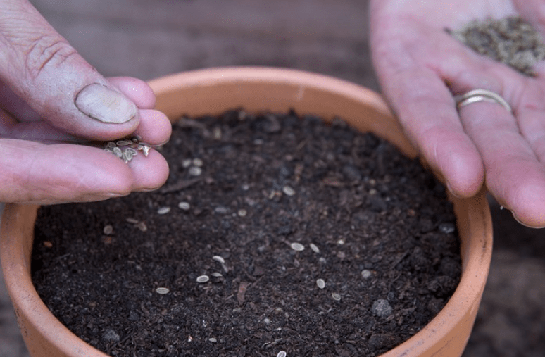 Planting Dill Seeds 