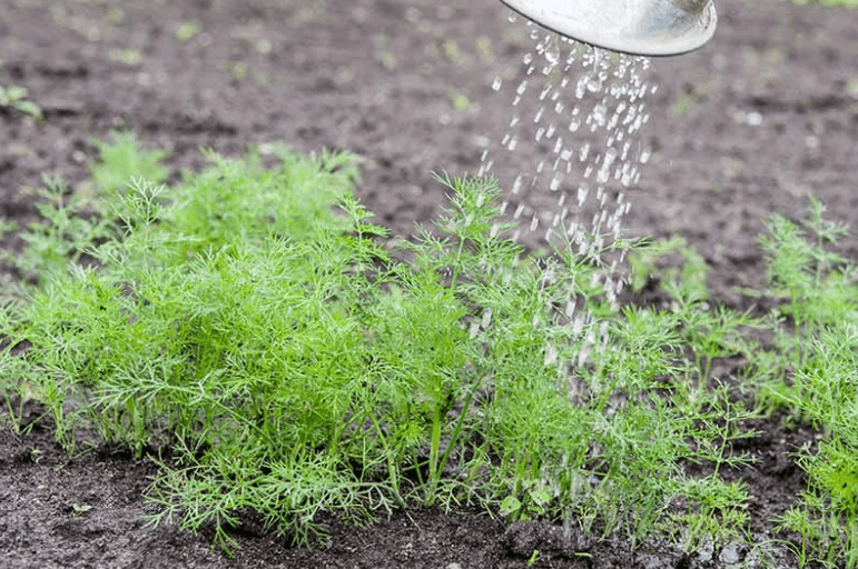 watering Dill Seeds 