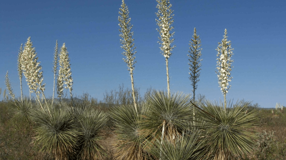 Soap Tree Yucca Plant