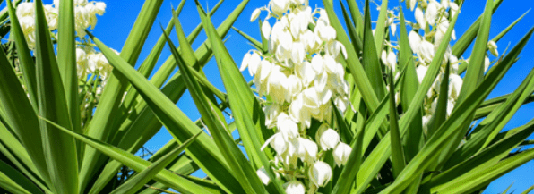 Nutritionalof soap tree yucca