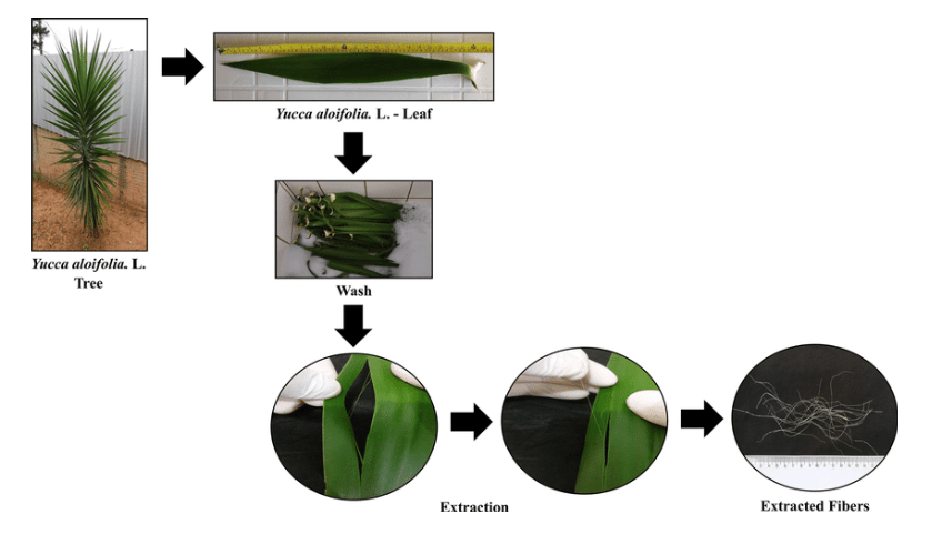 Industrial uses of soap tree yucca extracts