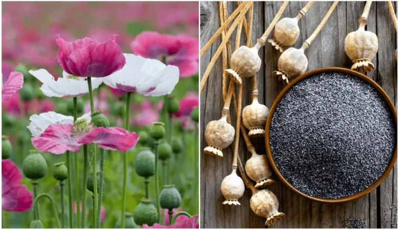 Benefits of Growing Poppy Plants