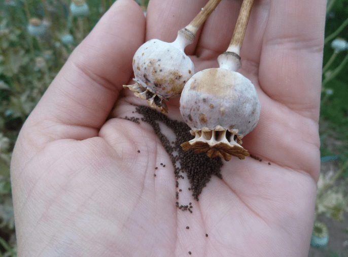 Harvesting Poppy Seeds