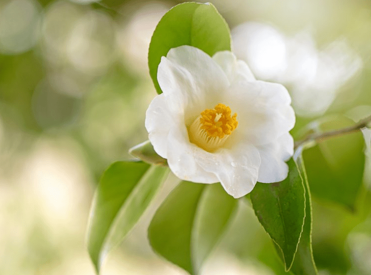 Camellia sinensis