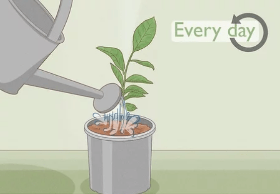 Watering tea plant seed