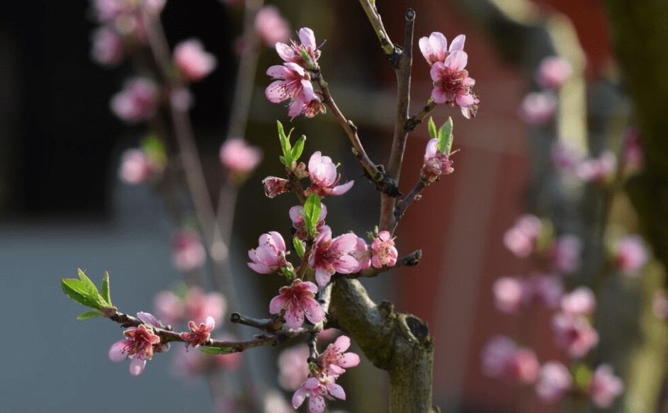 Seasonal Bloom and Flowering Period