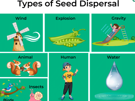 Seed Dispersal