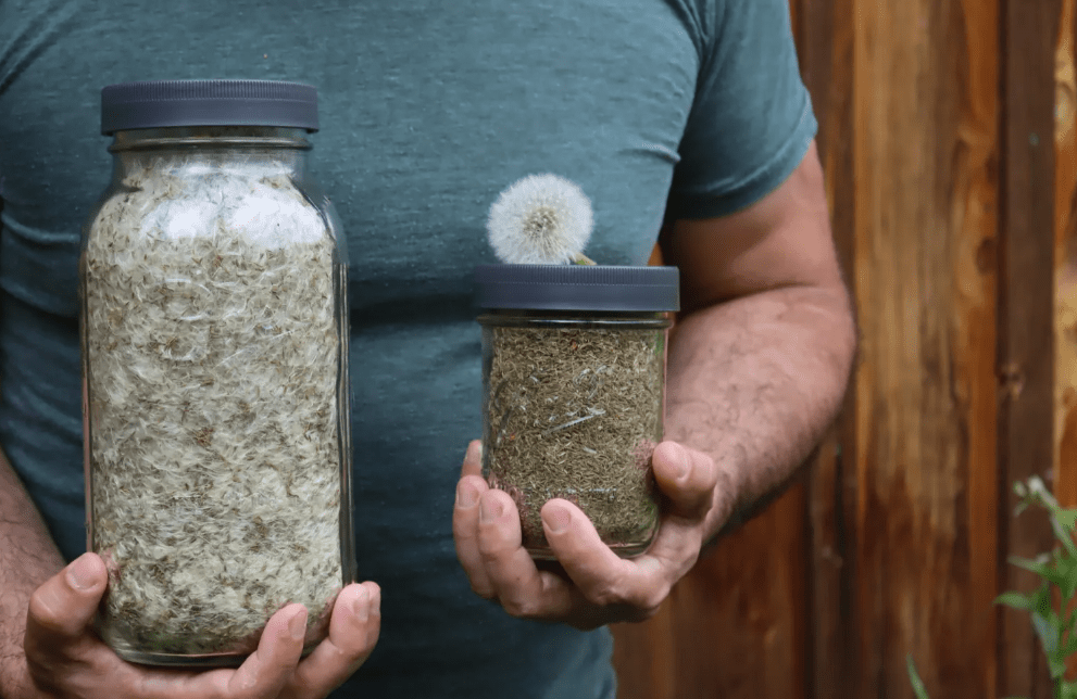 Selecting Dandelion Plant Seeds