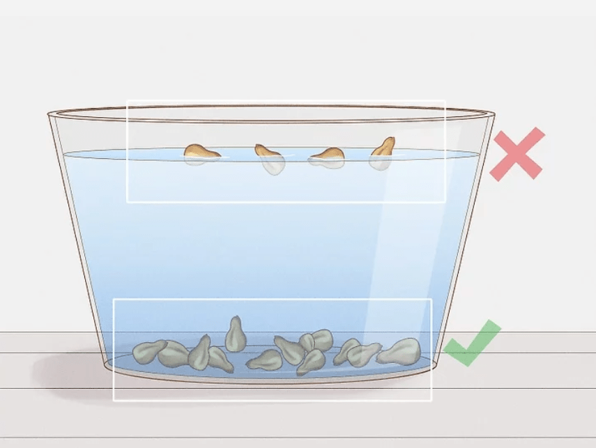 Selecting Grape Seeds for Planting