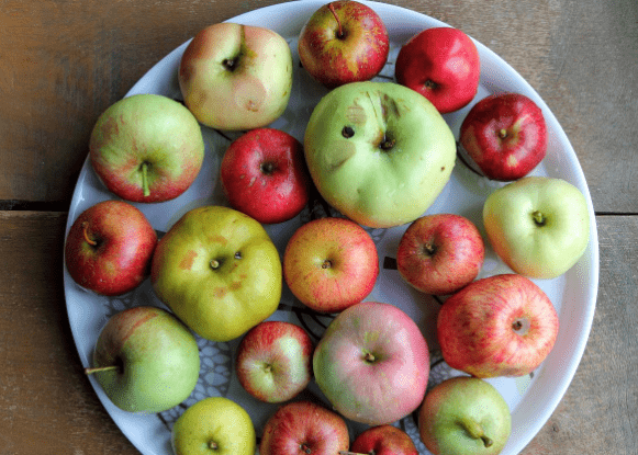 Selecting Suitable Apple Varieties for Urban Gardens