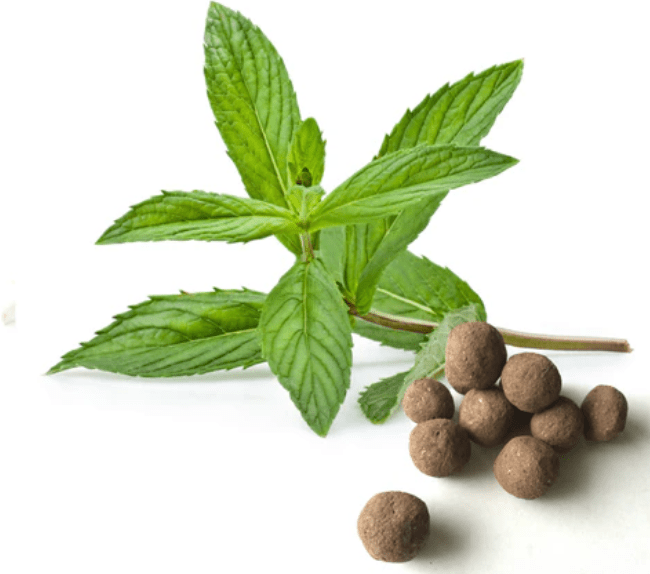 Selecting and Purchasing Peppermint Plant Seeds 