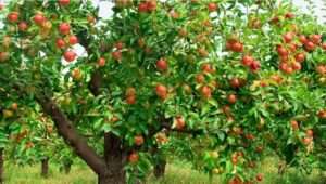 Growing Self-Fertile Apple Trees