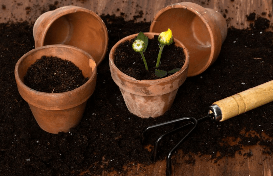 High angle flowers pots