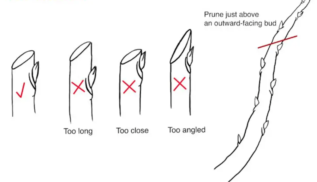 Step-by-Step Guide to Pruning Persimmon Trees