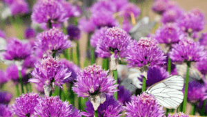 Summer Beauty Allium Plant