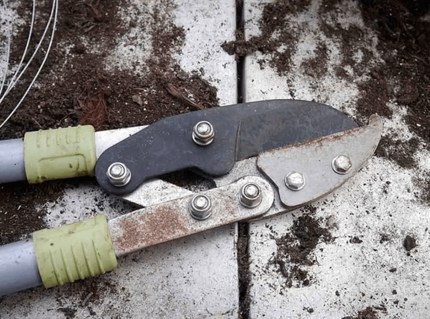 Tools and Equipment for Pruning