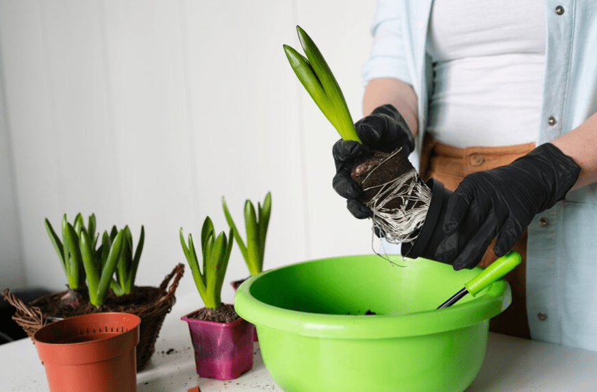 Transplanting and Potting Aloe Vera Plants