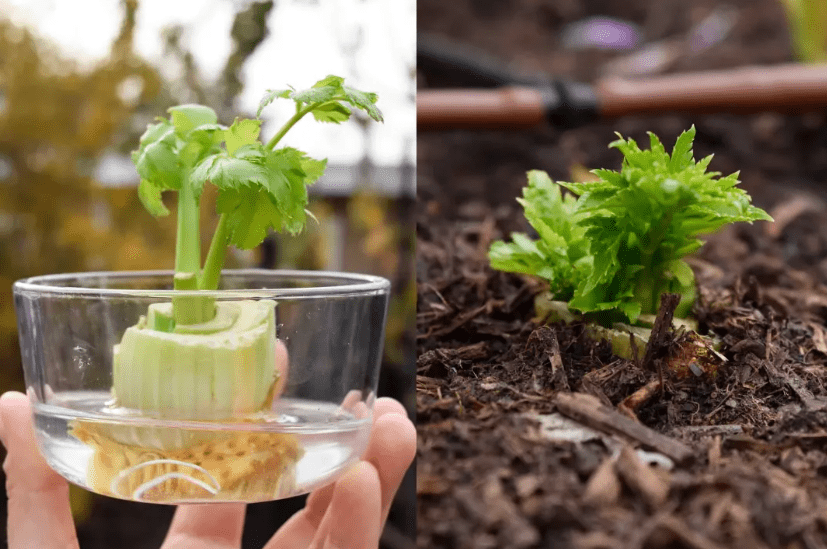 Transplanting and Thinning Celery Plants