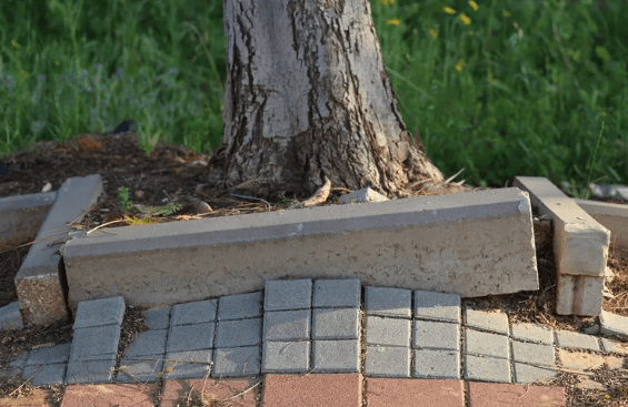 Trees Known for Invasive Roots