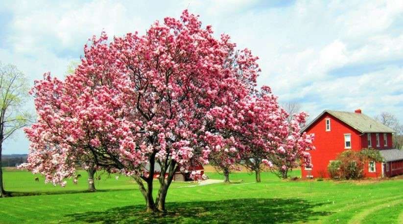 Transform Your Outdoor with tulip tree