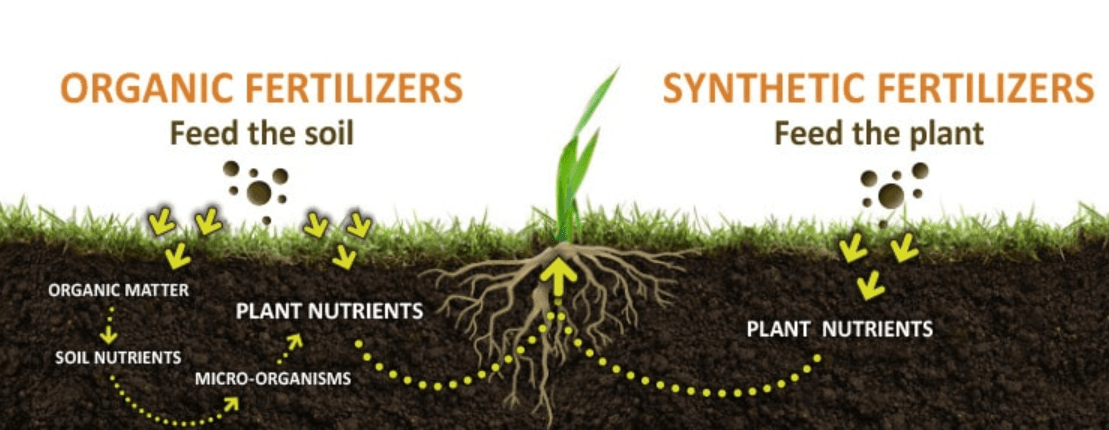 Organic Fertilizers and Synthetic Fertilizers