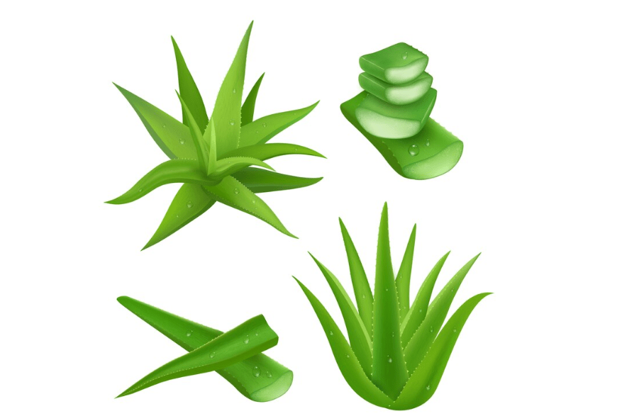 Understanding Aloe Vera Plant Seeds 