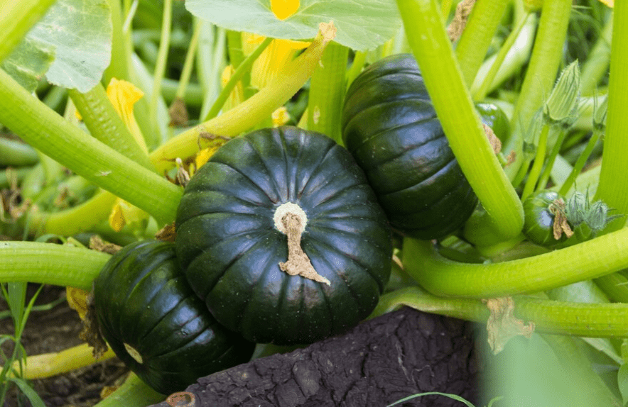 Understanding Black Beauty Zucchini 