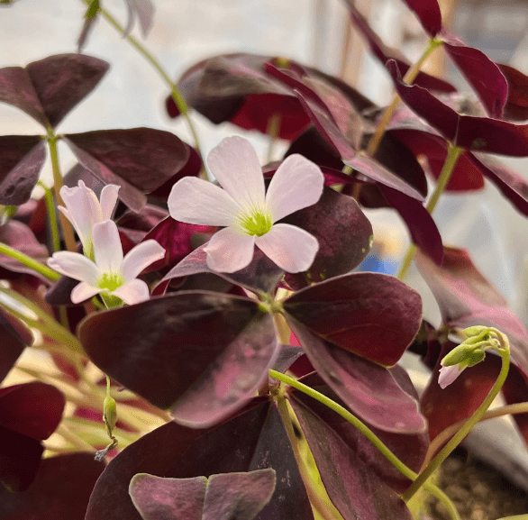 Understanding Butterfly Plants