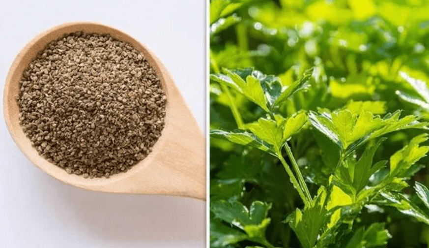 Understanding Celery Seeds for Planting