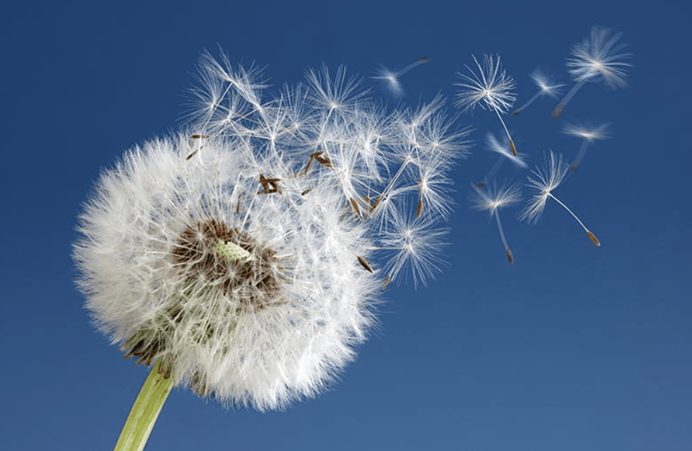 Understanding Dandelion Plant Seeds