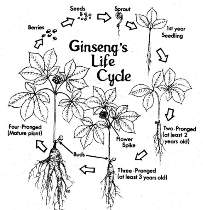 Understanding Ginseng Plant Seeds