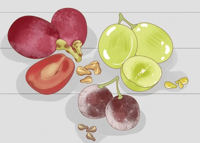 Understanding Grape Seeds