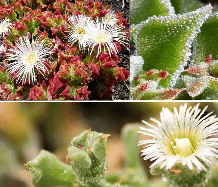 Understanding Ice Plants