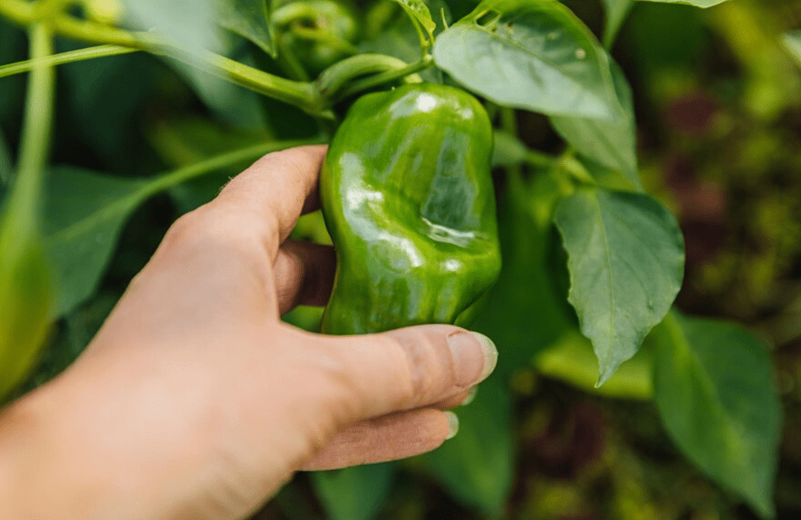 Understanding Jalapeno Plant Seeds