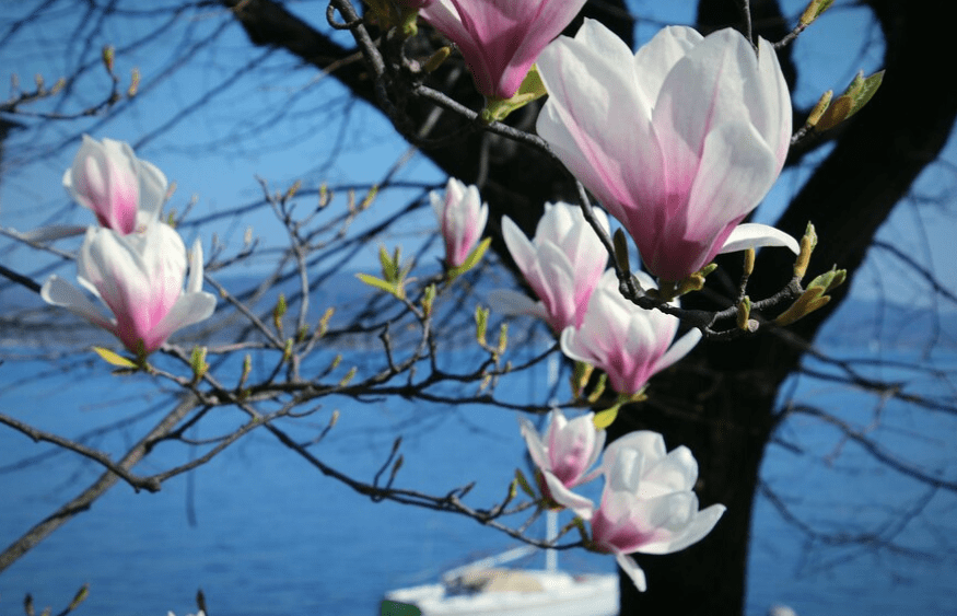 Understanding Magnolia Trees