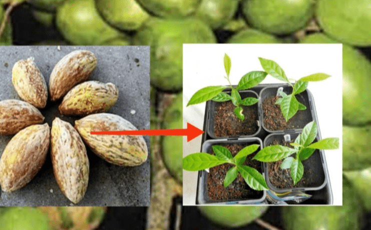 Understanding Olive Plant Seeds 