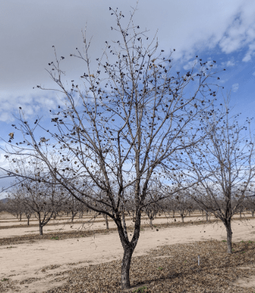 Understanding Pecan Trees