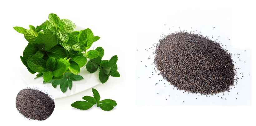 Understanding Peppermint Plant Seeds 