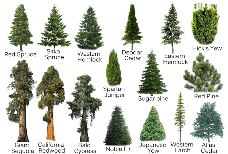 Understanding Pine Trees