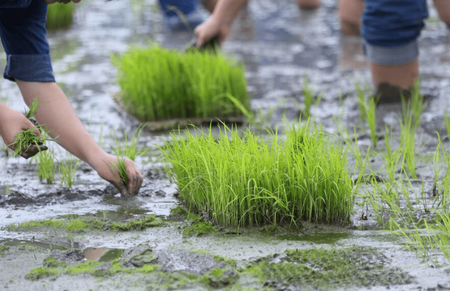 Planting on the organic rice farmland